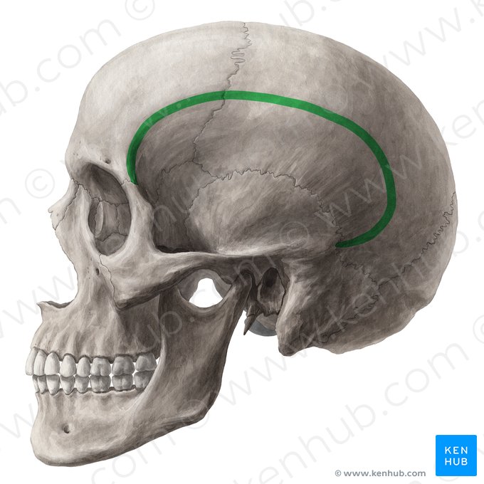 Linea temporalis superior (Obere Schläfenlinie); Bild: Yousun Koh