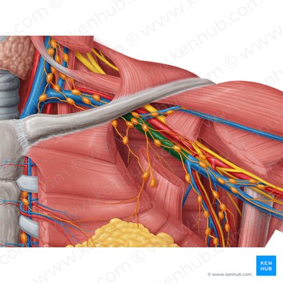 Axillary vein (Vena axillaris); Image: Samantha Zimmerman