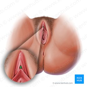 Glande del clítoris (Glans clitoridis); Imagen: Paul Kim