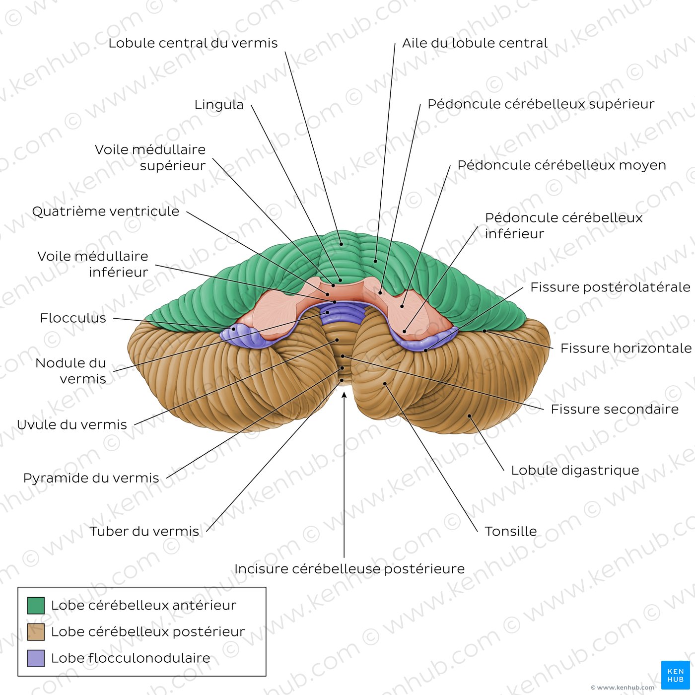 Anatomy of the cerebellum - Anterior view