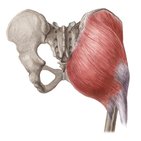 Musculus gluteus maximus