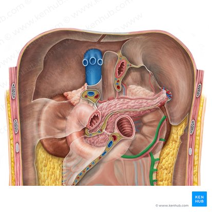 Left colic vein (Vena colica sinistra); Image: Irina Münstermann