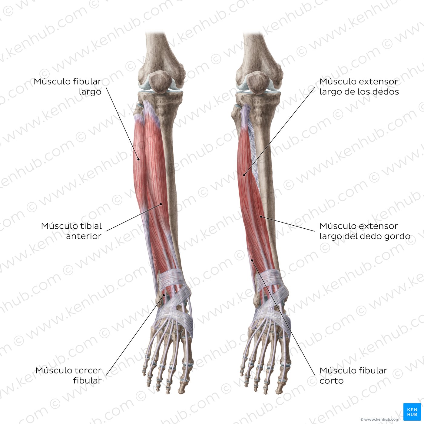 Vista anterior de los músculos de la rodilla y de la pierna