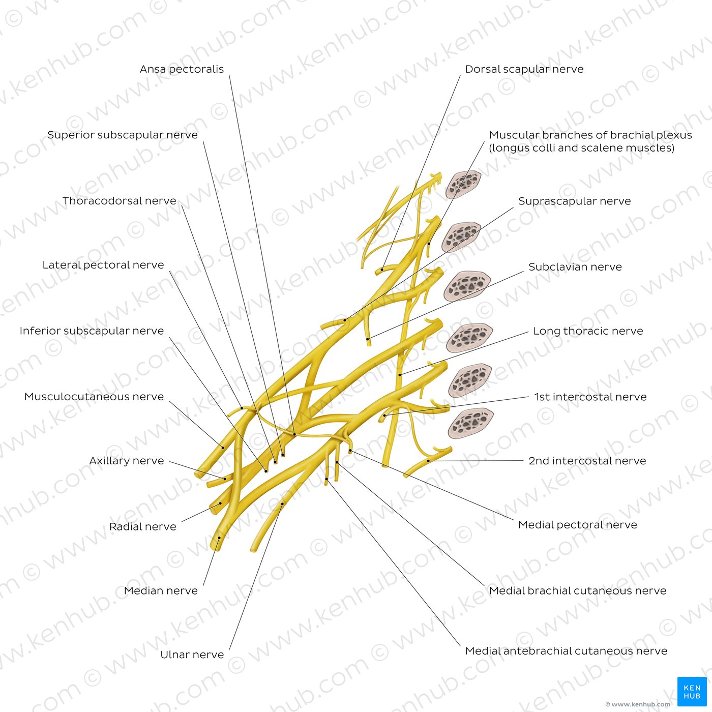 Brachial plexus: Branches