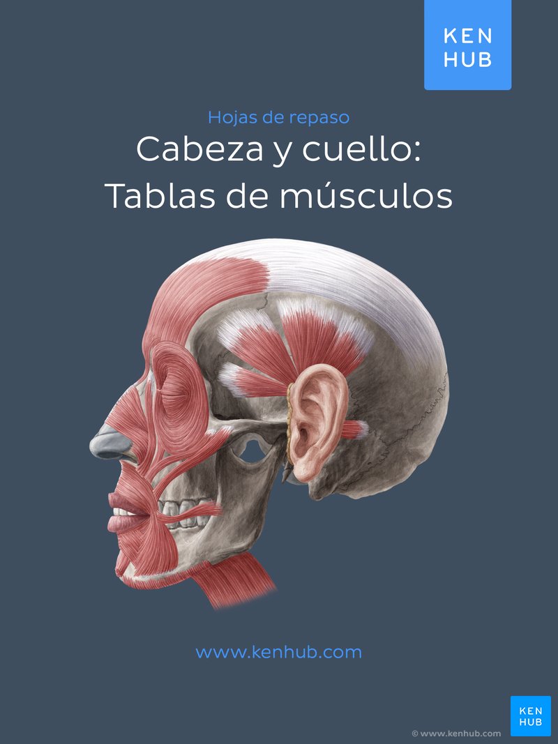 Cabeza y cuello: Tablas de músculos