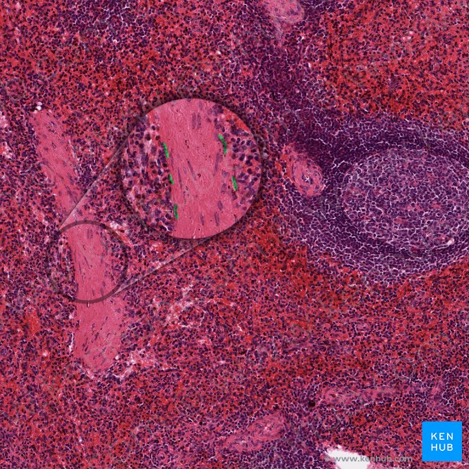 Cellules endothéliales spléniques; Image : 
