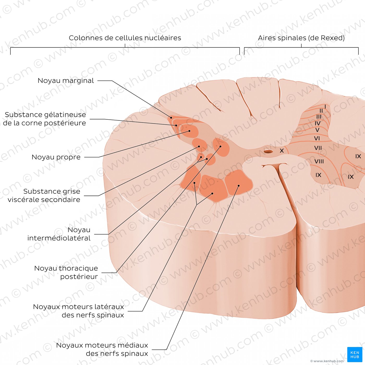 Spinal cord: Cross section (Gray matter)