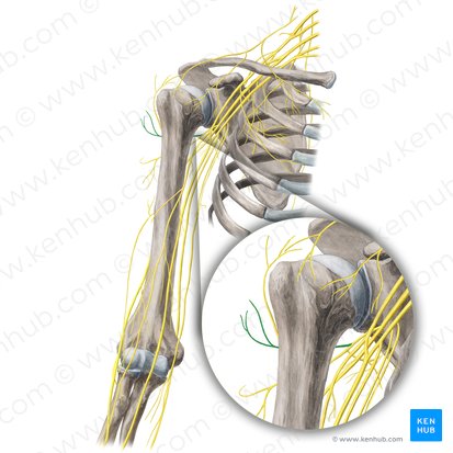 Ramo anterior del nervio axilar (Ramus anterior nervi axillaris); Imagen: Yousun Koh