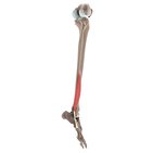 Fibularis brevis muscle (3D)