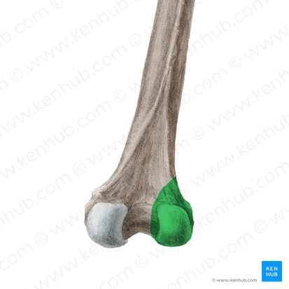 Cóndilo lateral del fémur (Condylus lateralis ossis femoris); Imagen: Liene Znotina