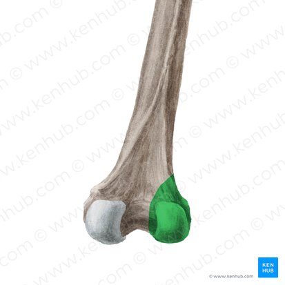 Lateral condyle of femur (Condylus lateralis ossis femoris); Image: Liene Znotina