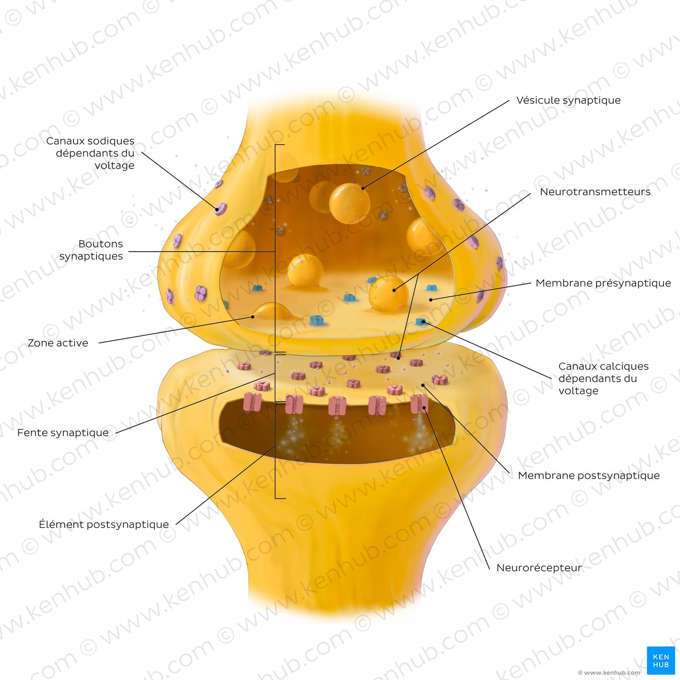 Key features of a chemical synapse.