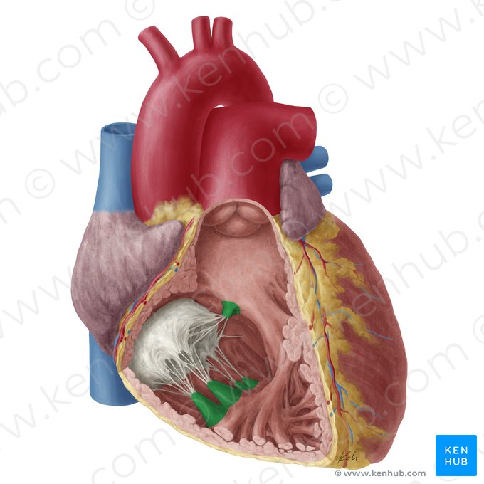 Papillary muscles of heart (Musculi papillares); Image: Yousun Koh