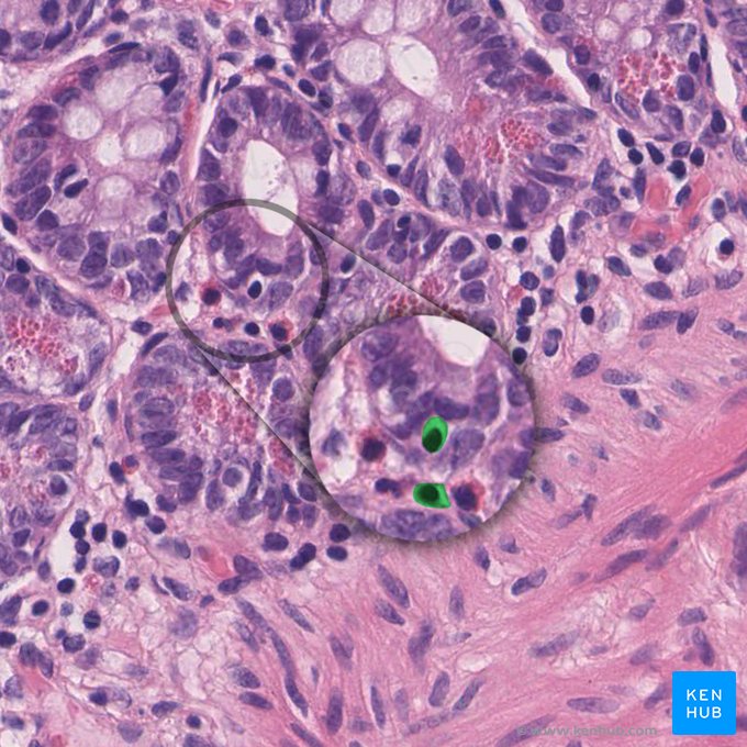 Célula enteroendócrina (Endocrinocytus gastrointestinalis); Imagen: 