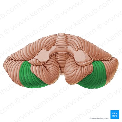 Biventral lobule of cerebellum (Lobulus biventer cerebelli); Image: Paul Kim