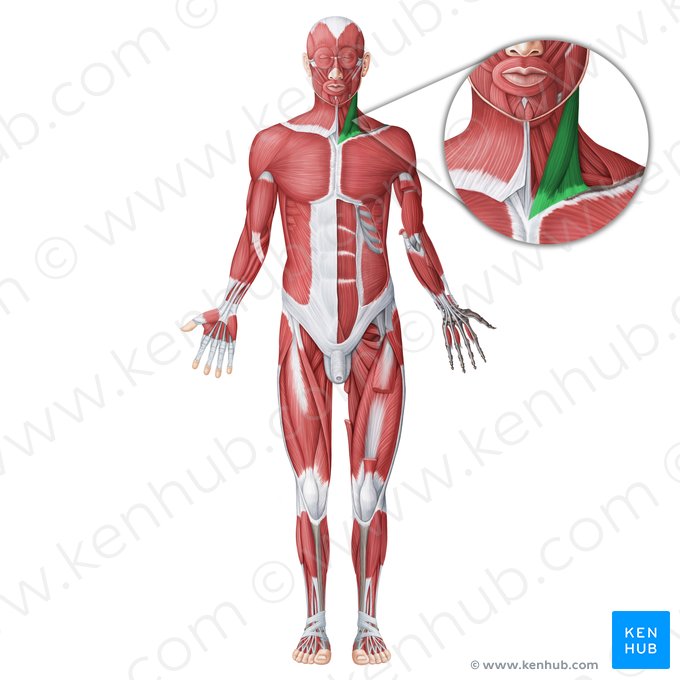 Muscle sternocléidomastoïdien (Musculus sternocleidomastoideus); Image : Irina Münstermann