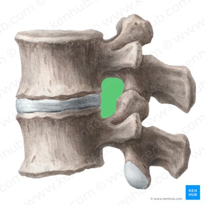 Intervertebral foramen (Foramen intervertebrale); Image: Liene Znotina