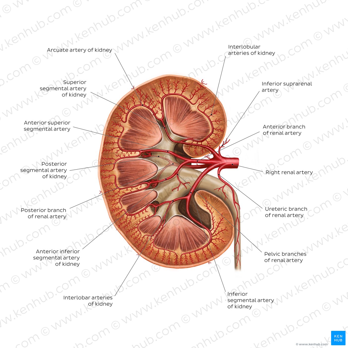 Renal arteries