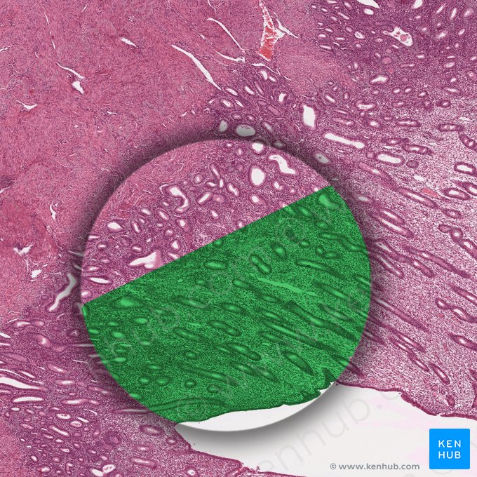 Functional layer of endometrium; Image: 