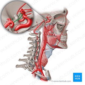 Arteria comunicante posterior (Arteria communicans posterior); Imagen: Paul Kim