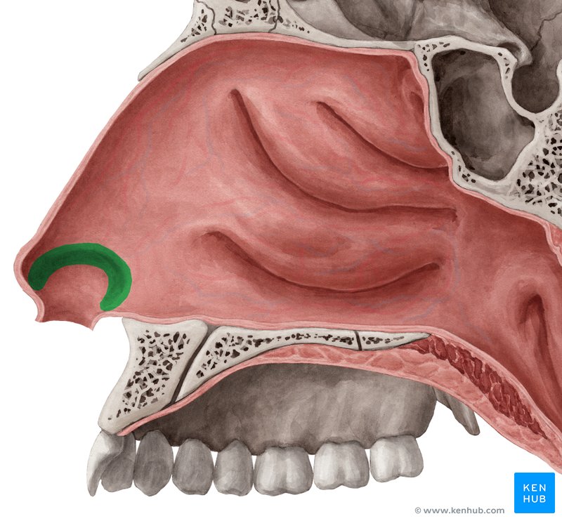 Limen nasi - medial view