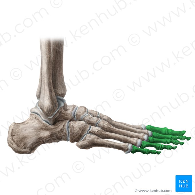 Phalanges pedis (Zehenknochen); Bild: Liene Znotina