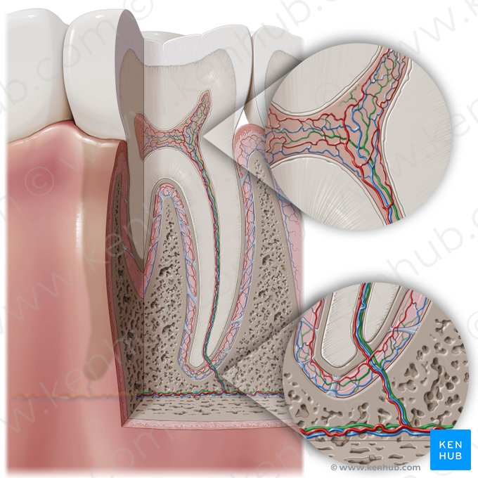 Nervios dentales (Nervi dentales); Imagen: Paul Kim