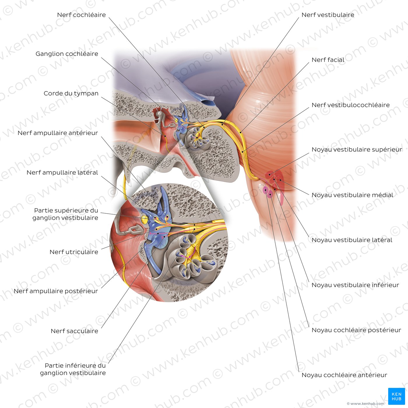 Trajet et rameaux du nerf vestibulocochléaire (schéma)