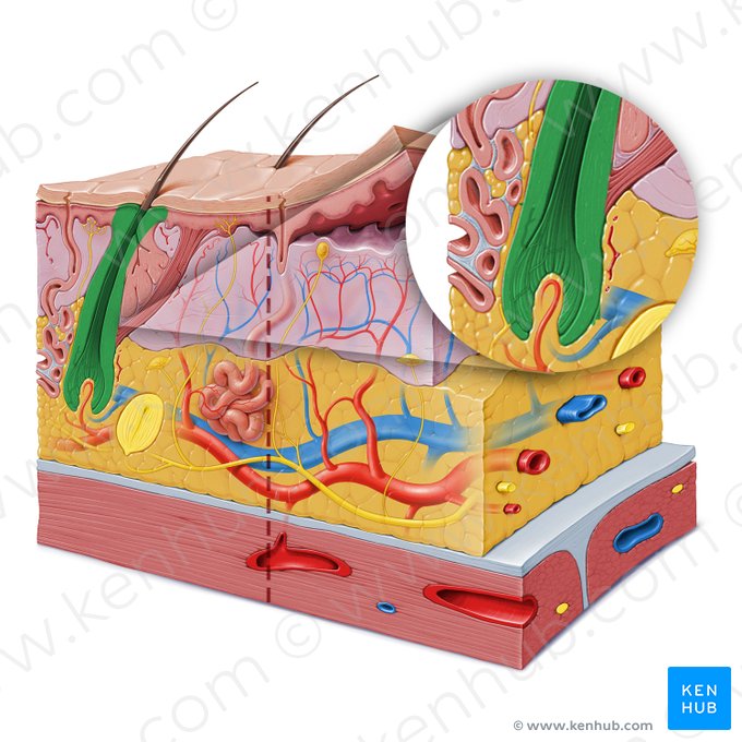 Folículo piloso (Folliculus pili); Imagem: Paul Kim