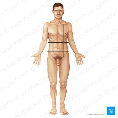 Midclavicular line (Linea medioclavicularis); Image: Irina Münstermann