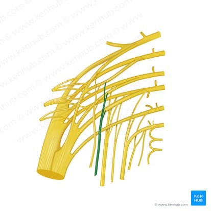 Nerve to obturator internus muscle (Nervus musculi obturatorii internii); Image: Begoña Rodriguez