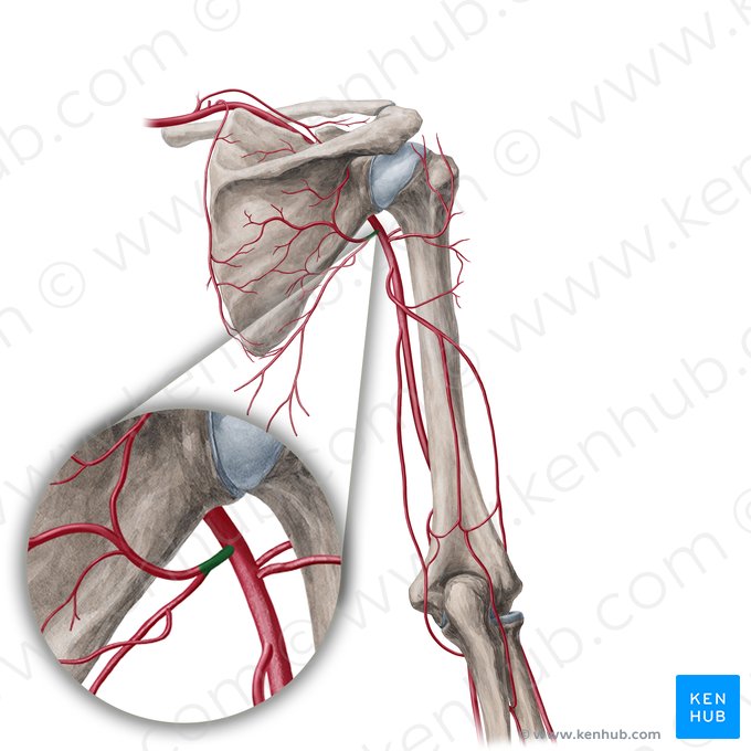 Artéria subescapular (Arteria subscapularis); Imagem: Yousun Koh