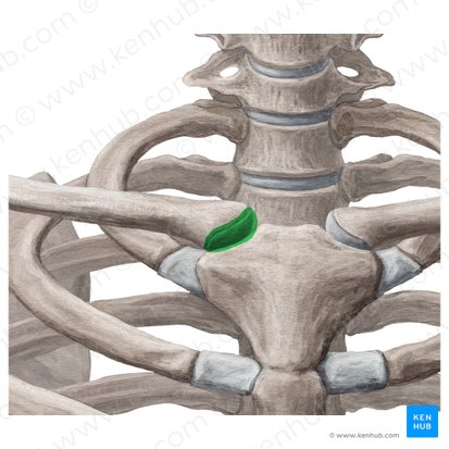 Plane joint (Articulatio plana); Image: Yousun Koh