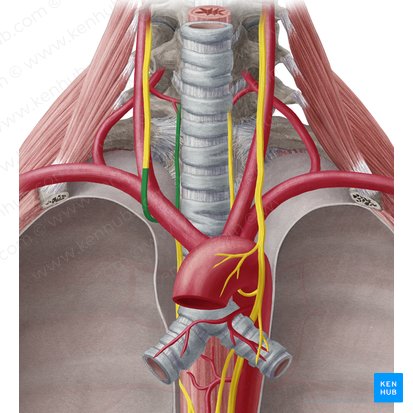 Right recurrent laryngeal nerve (Nervus laryngeus recurrens dexter); Image: Yousun Koh