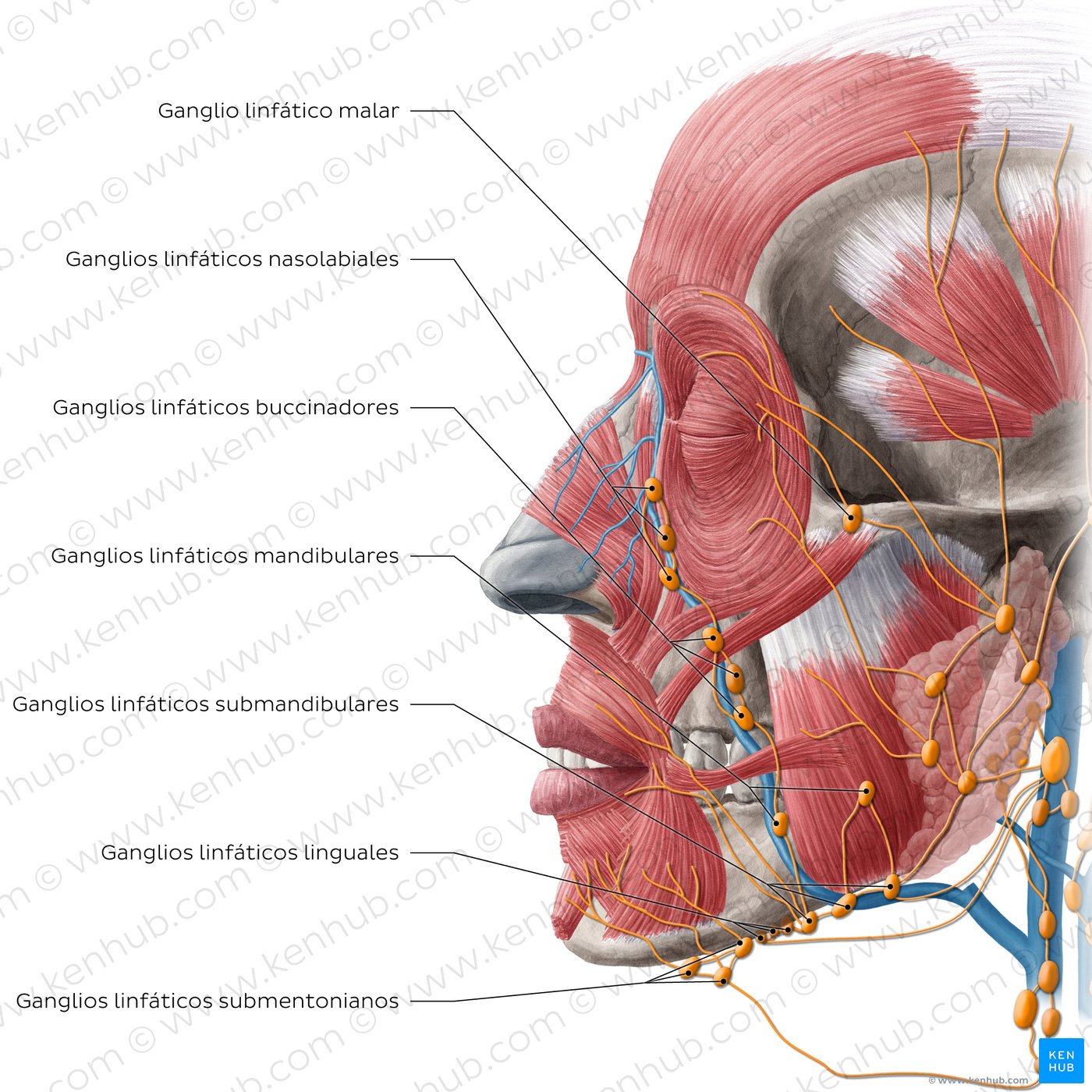 Lymphatics of the head (Lateral)