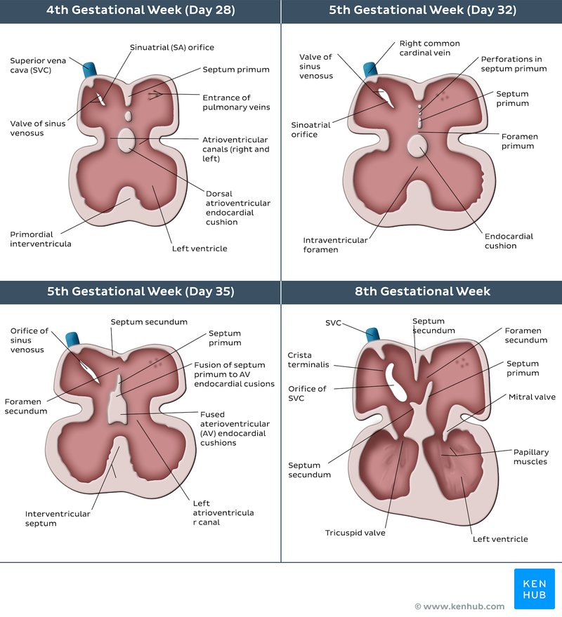 Embryonic atrial heart valves