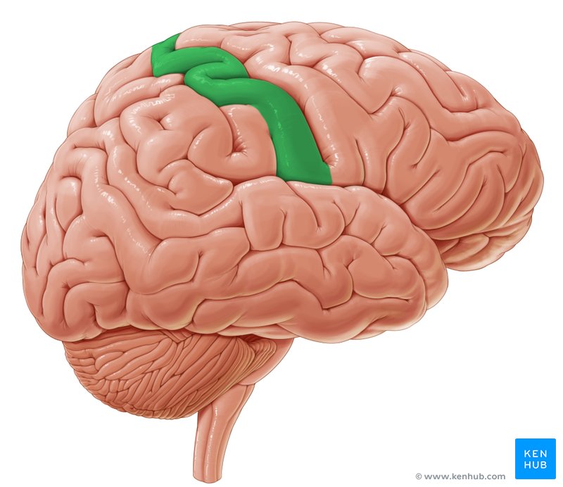 Postcentral gyrus - lateral-left view