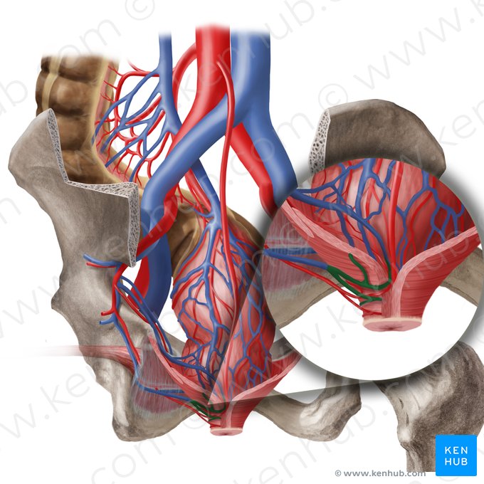 Inferior anorectal veins (Venae anorectales inferiores); Image: Begoña Rodriguez