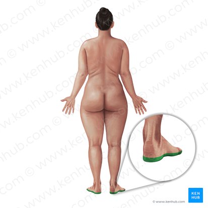 Plante du pied (Planta pedis); Image : Paul Kim