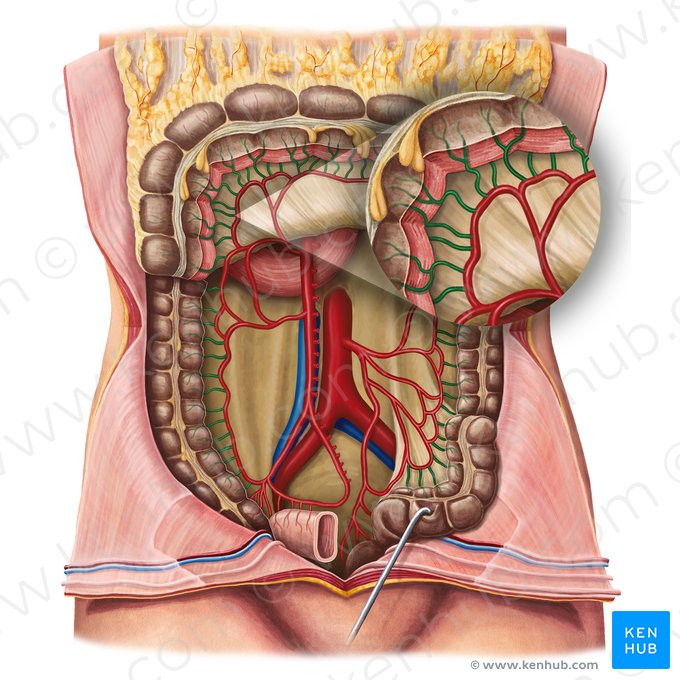 Straight arteries of colon (Arteriae rectae coli); Image: Irina Münstermann