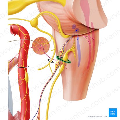 Jugular foramen (Foramen jugulare); Image: Paul Kim