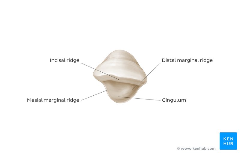 Incisal view of a mandibular lateral incisor: diagram