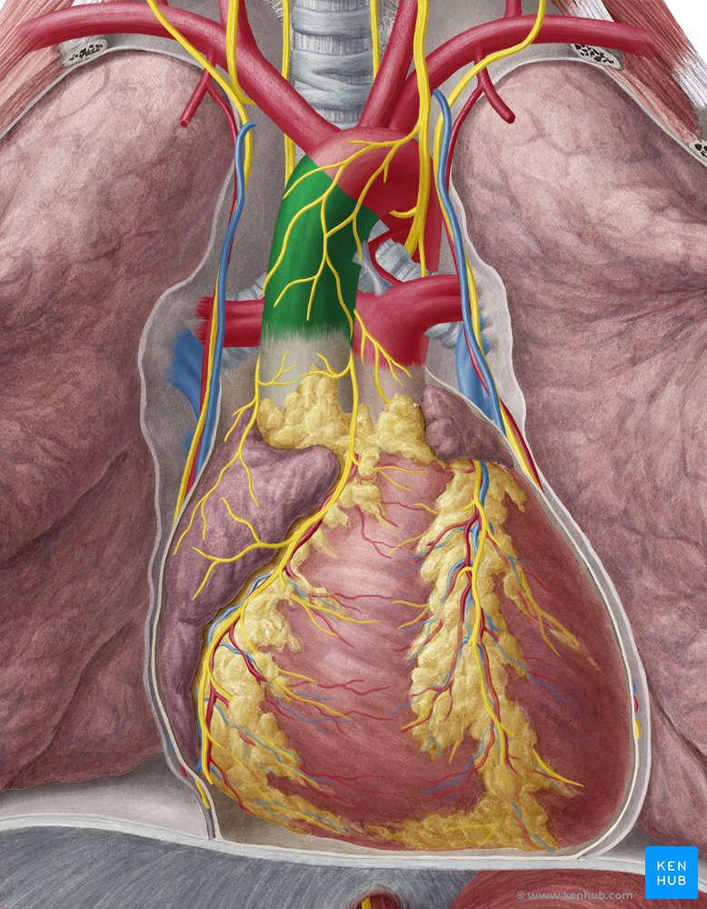 Ascending aorta