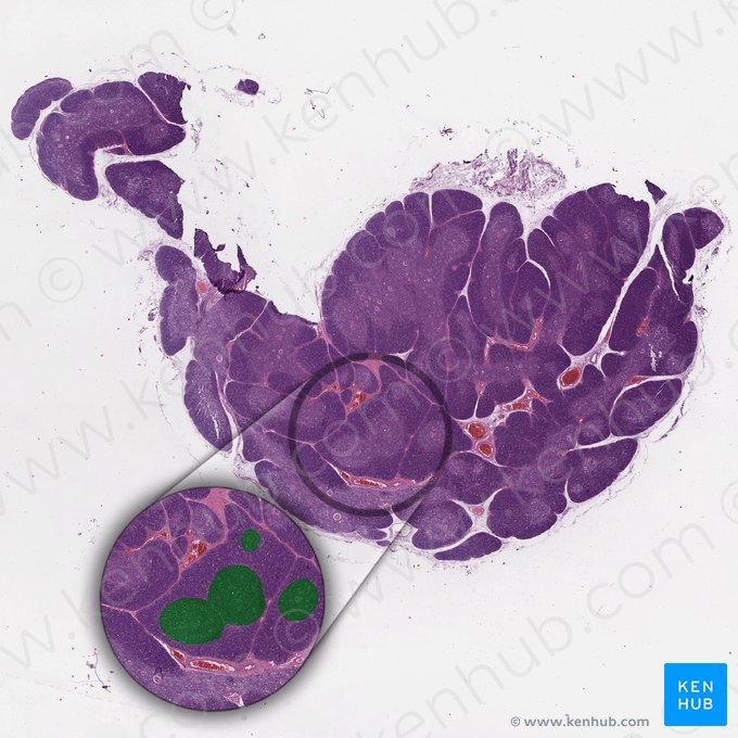 Medula (Medulla); Imagem: 