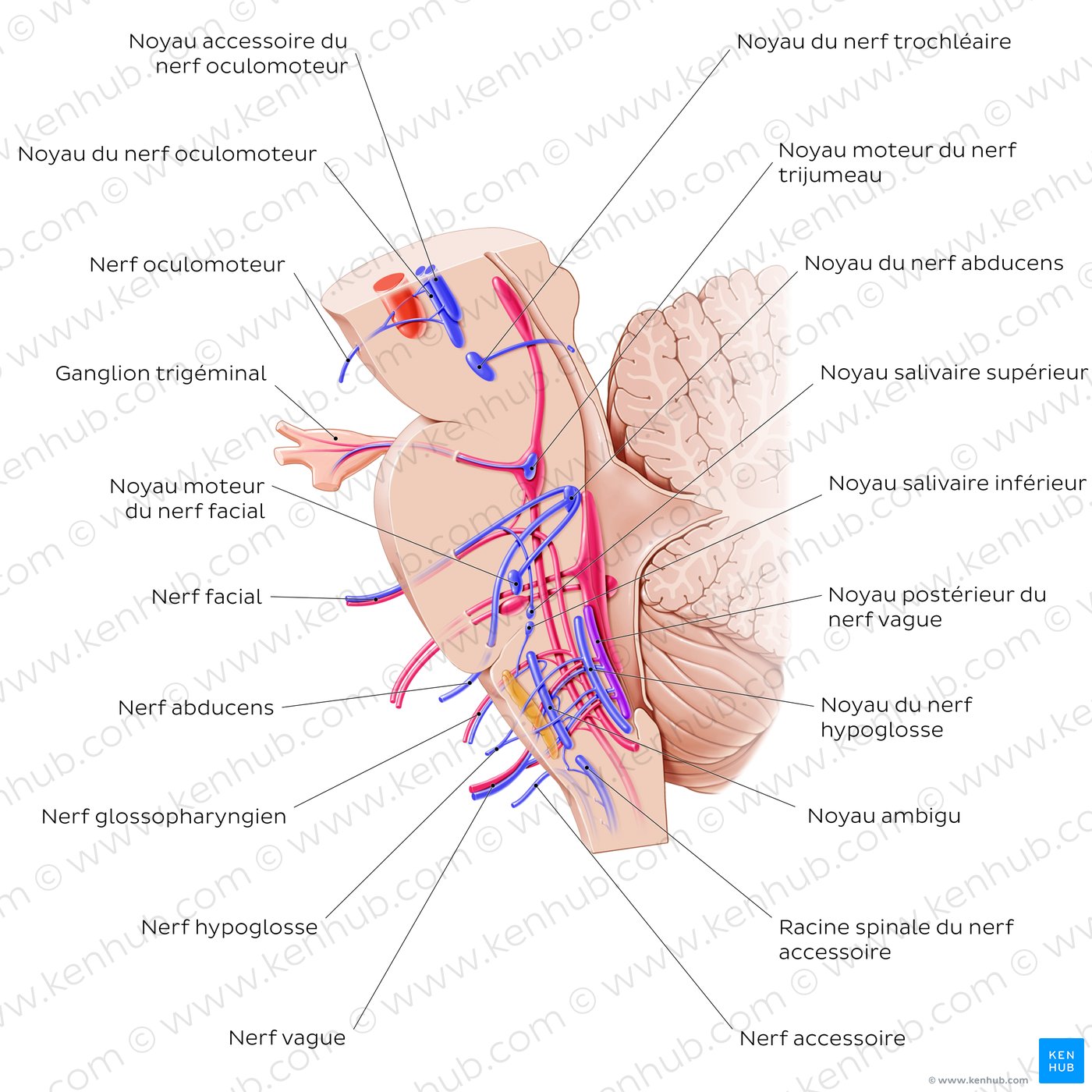 Cranial nerve nuclei - sagittal view (efferent)
