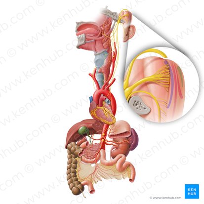 Núcleo posterior do nervo vago (Nucleus posterior nervi vagi); Imagem: Paul Kim