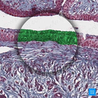 Urotelio (Urothelium); Imagen: 