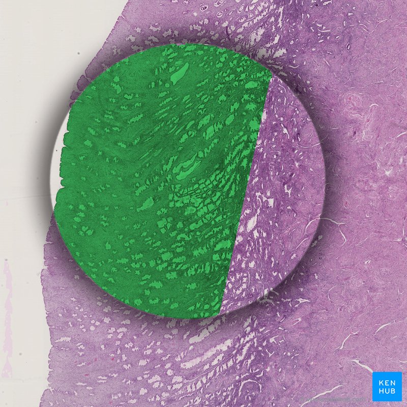 Functional layer of endometrium - histological slide