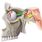 Nervio óptico (II par craneal)