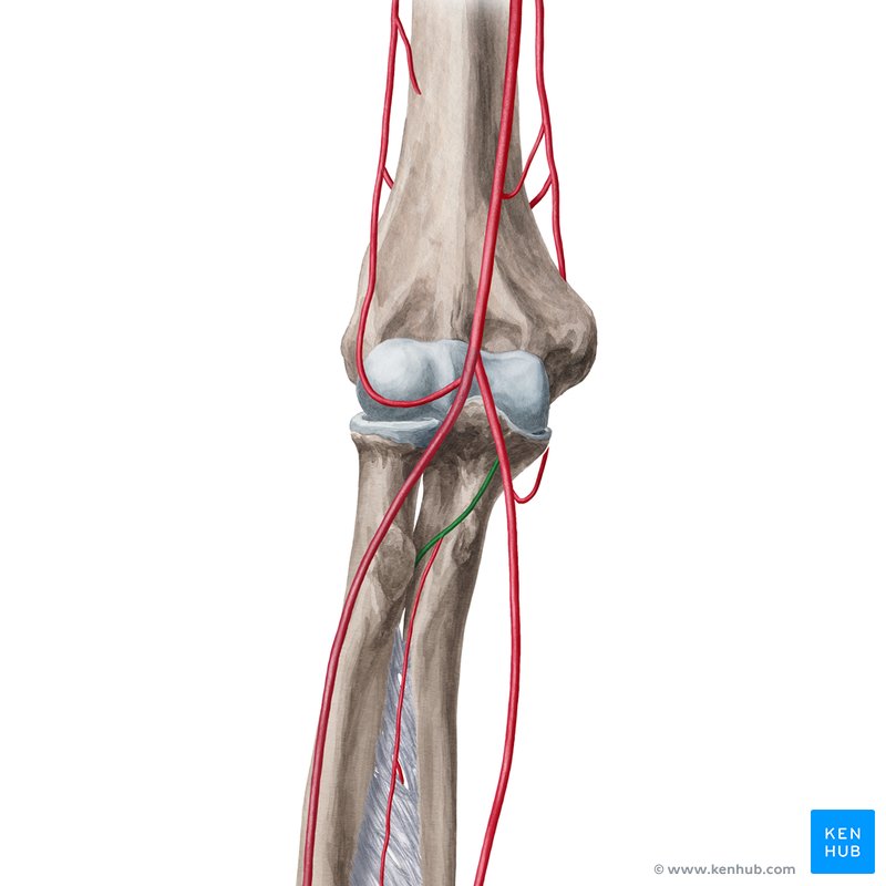 Common interosseous artery (Arteria interossea communis)